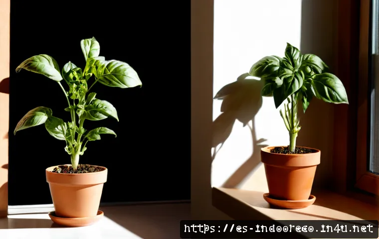식물 성장에 필요한 빛의 양 - Photorealistic indoor gardening comparison, two identical healthy potted basil plants on a clean sun...